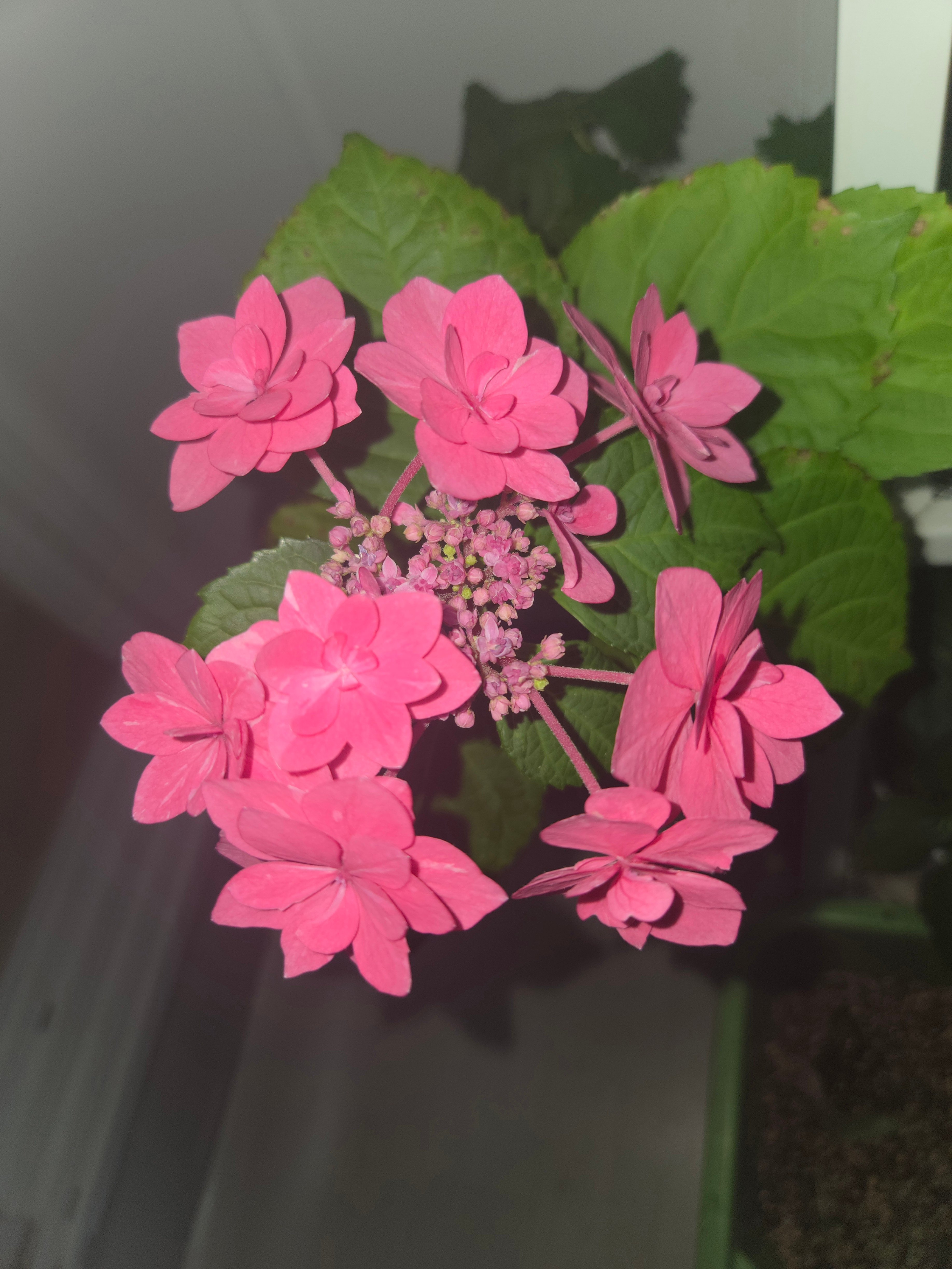 BlockNote image