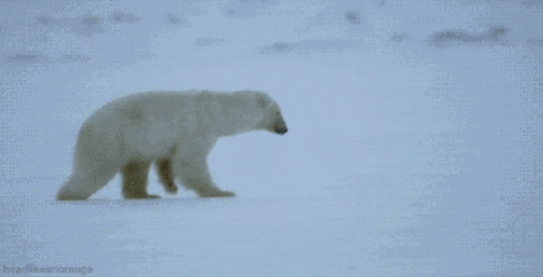 copyImage.gif